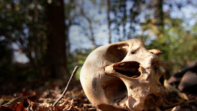 Video «Tod – Eine Reise durchs Leben: Der physische Tod (1/5)» abspielen Video «Tod – Eine Reise durchs Leben: Der physische Tod (1/5)» abspielen