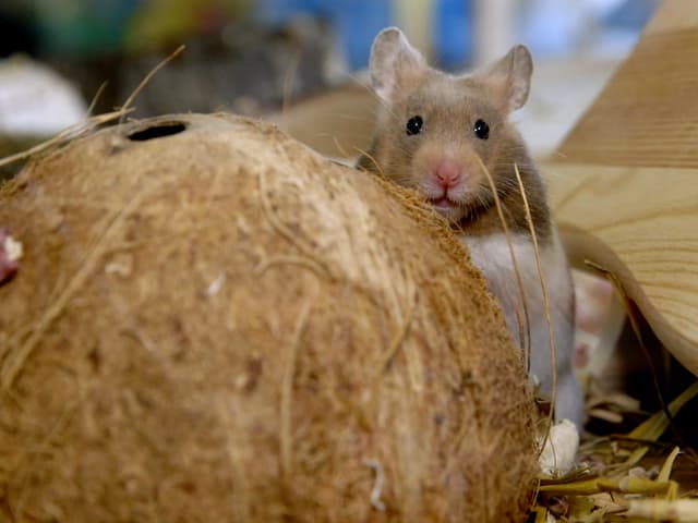 Ein Hamster mit Kokosnuss. Ein Hamster mit Kokosnuss.