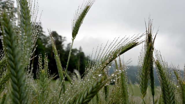 Regen in der Nordwestschweiz. Regen in der Nordwestschweiz.