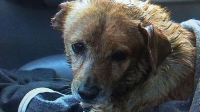 Ein durchnässter Hund. Ein durchnässter Hund.
