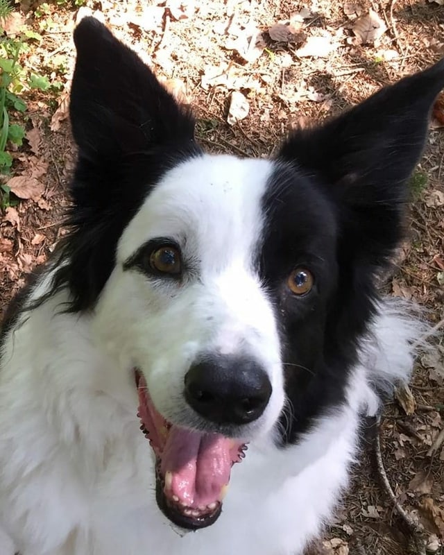 Ein Hund mit schwarz-weissem Fell.