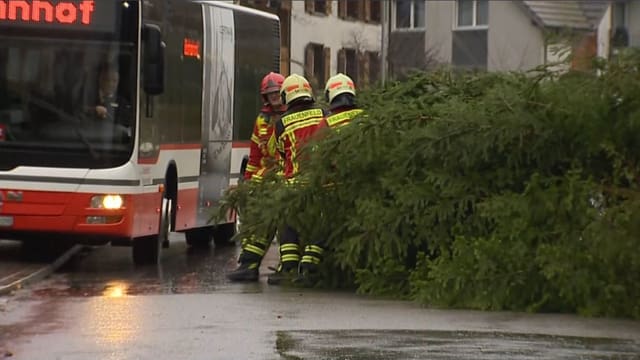 Tanne auf Strasse, Bus fährt daneben durch Tanne auf Strasse, Bus fährt daneben durch