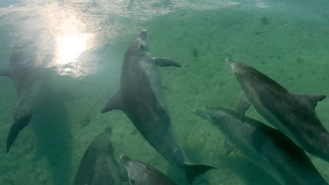 Schwarm Delfine in klarem Wasser Schwarm Delfine in klarem Wasser