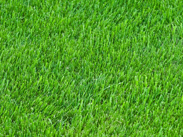 Wochenthema - Was bedeutet Frühling für Sie? - Unterhaltung - SRF