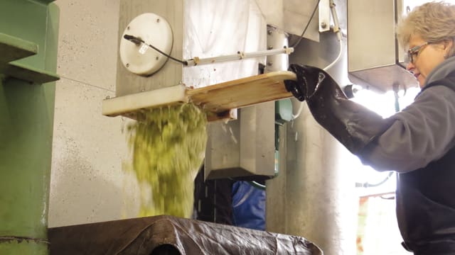 Geschnetzelte Äpfel fallen aus der Maschine. Geschnetzelte Äpfel fallen aus der Maschine.