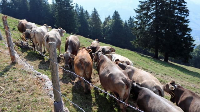 Kühe grasem auf trockenen Weiden