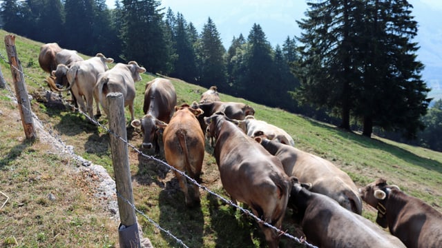 Kühe grasem auf trockenen Weiden Kühe grasem auf trockenen Weiden