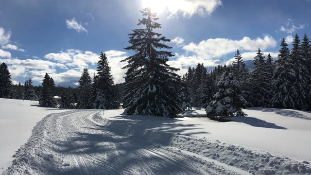 Langlaufloipe in Valbella Langlaufloipe in Valbella