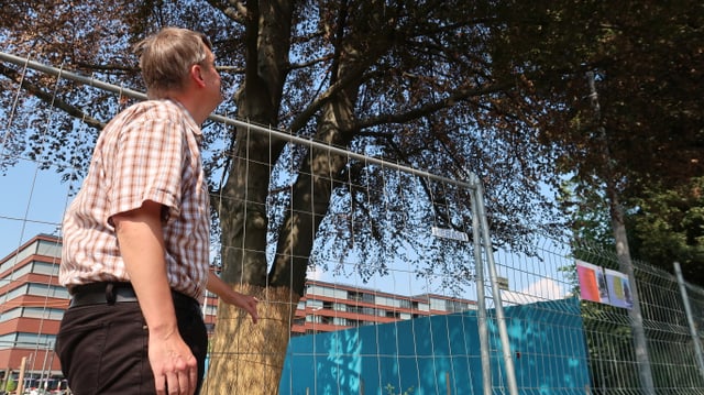 Ein Mitarbeiter der Stadt Schlieren schaut in die Krone einer Rotbuche. Ein Mitarbeiter der Stadt Schlieren schaut in die Krone einer Rotbuche.