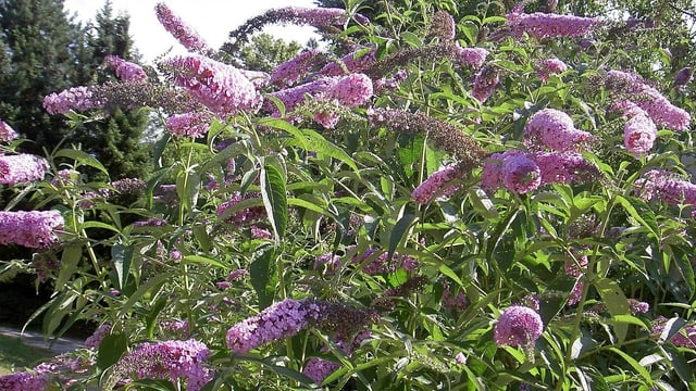 Violett blühender Sommerflieder. Violett blühender Sommerflieder.
