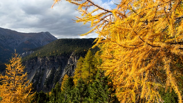Herbstwald in den Bergen.