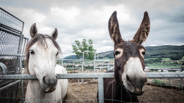 Therapietiere Tanjas Farm