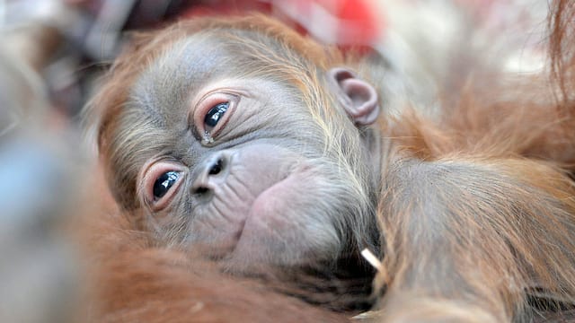 Orang-Utan-Baby in den Armen seiner Mutter. Orang-Utan-Baby in den Armen seiner Mutter.