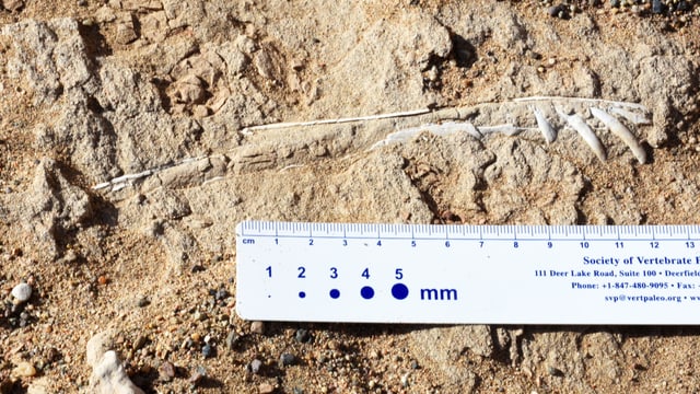 Fossilien eines Flugsaurier-Kiefers Fossilien eines Flugsaurier-Kiefers
