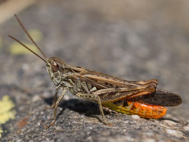 Brauner Grashüpfer