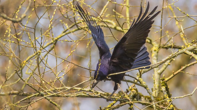 Nahaufnahme eine Saatkrähe im Baum Nahaufnahme eine Saatkrähe im Baum