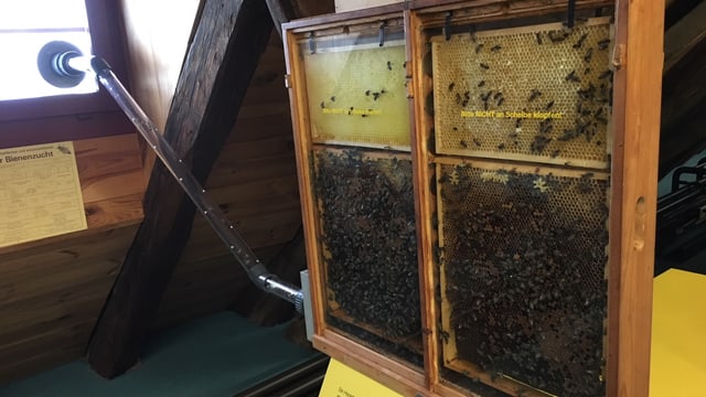 Zwei relativ dünne Glaskästen, darin sind die Bienen. Ein Glasrohr führt von den Kästen zum Fenster, wo die Bienen rausfliegen können. Zwei relativ dünne Glaskästen, darin sind die Bienen. Ein Glasrohr führt von den Kästen zum Fenster, wo die Bienen rausfliegen können.