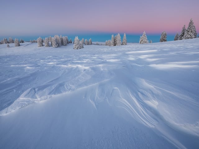 Verblasene Schneeoberfläche mit einzelnen Tannen.