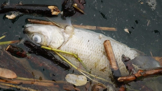 Toter Fisch Toter Fisch