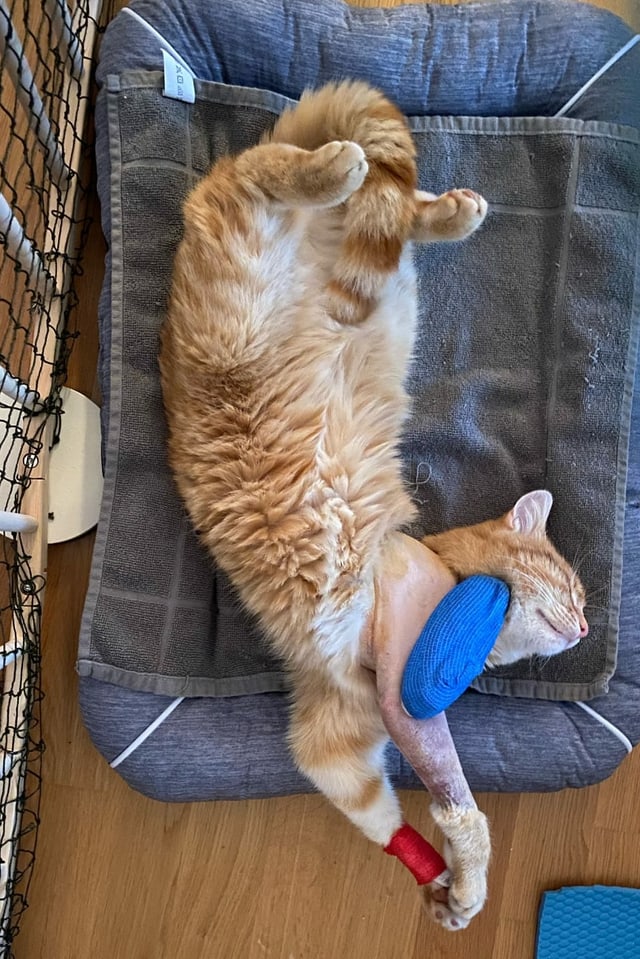 Eine Katze liegt mit einer Stütze auf dem Boden.