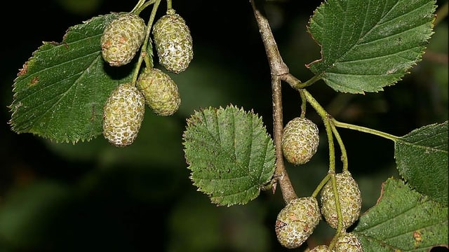Alnus Viridis – Grün-Erle Alnus Viridis – Grün-Erle