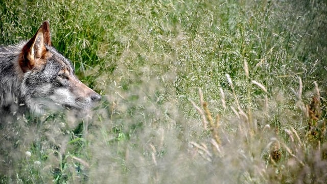 Wolf auf einer Wiese Wolf auf einer Wiese