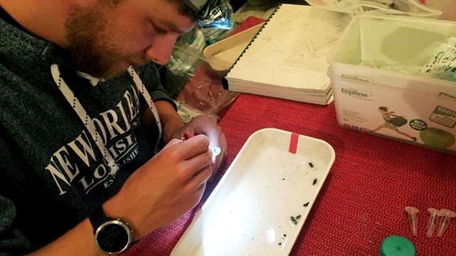 Ein Mann untersucht Insekten. Ein Mann untersucht Insekten.