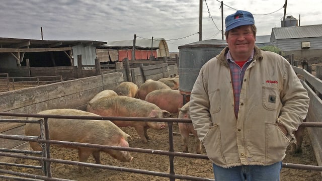 Dave Struthers auf seiner Schweinefarm. Dave Struthers auf seiner Schweinefarm.