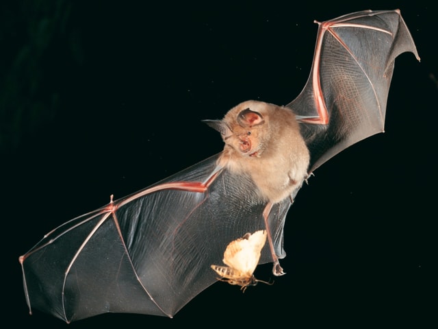 Fledermaus im Flug jagt Motte. Fledermaus im Flug jagt Motte.