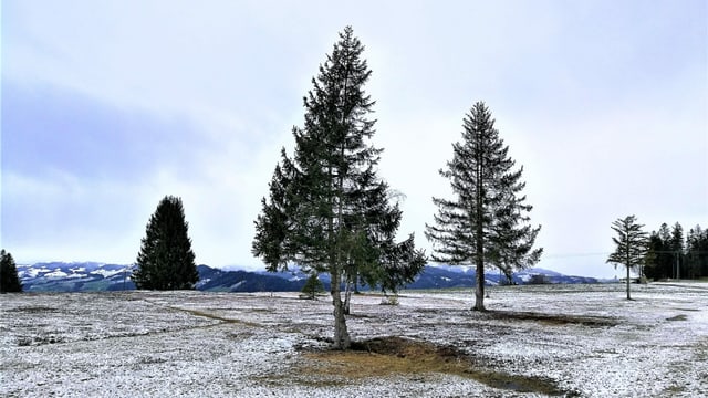 Tannen auf einer angezuckerten Alpwiese im Entlebuch. Tannen auf einer angezuckerten Alpwiese im Entlebuch.