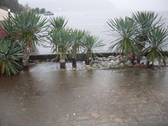 Der Luganersee tritt über das Ufer, Palmen stehen im Wasser. Der Luganersee tritt über das Ufer, Palmen stehen im Wasser.
