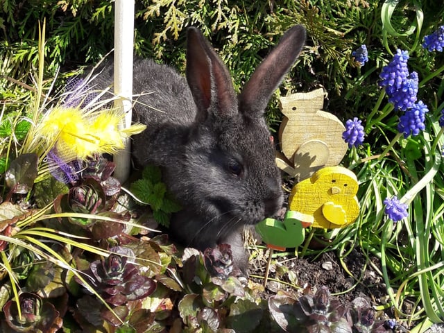 Kaninchen sitzt mitten in Osterdeko.