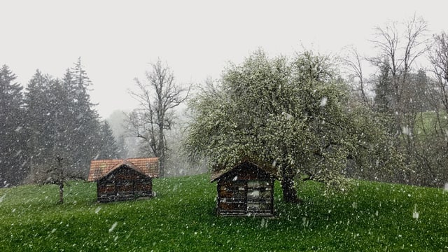 Am 24. April schneite es im Diemtigtal dicke Flocken! Am 24. April schneite es im Diemtigtal dicke Flocken!