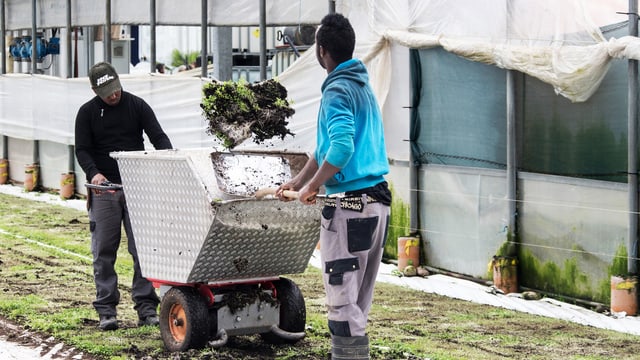 Flüchtlinge bei landwirtschaftlicher Arbeit in der Schweiz. Flüchtlinge bei landwirtschaftlicher Arbeit in der Schweiz.