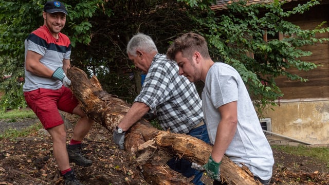 Wurzeln werden weggetragen Wurzeln werden weggetragen