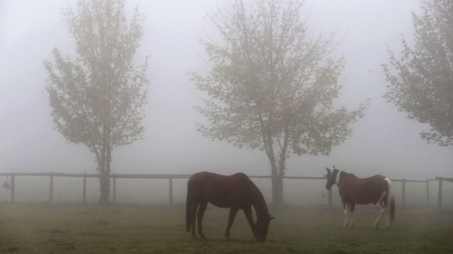 Zwei Pferde im Nebel auf einer Weide. Zwei Pferde im Nebel auf einer Weide.