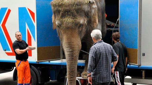 Ein Elefant wird aus einem Transporter geladen. (Bild von 2010) Ein Elefant wird aus einem Transporter geladen. (Bild von 2010)