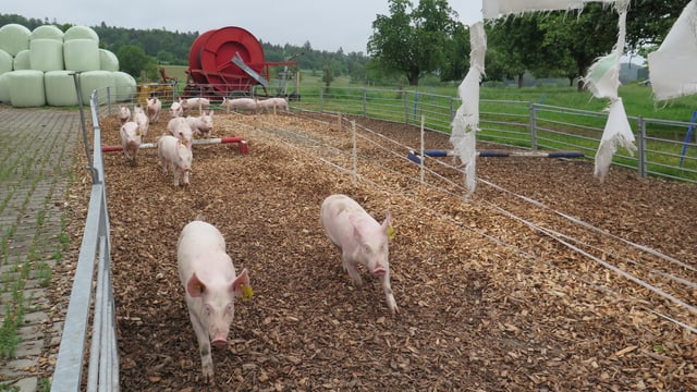 Schweine rennen auf einem Parcour. Schweine rennen auf einem Parcour.