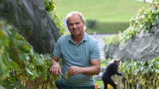 Bei der Wimmet ist Winzer Christian Herzog konzentriert an der Arbeit. Nur die reifen Traubenbeeren werden eingsammelt. Bei der Wimmet ist Winzer Christian Herzog konzentriert an der Arbeit. Nur die reifen Traubenbeeren werden eingsammelt.