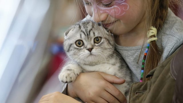 Katze Katze