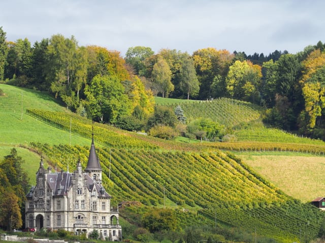 Blick auf ein schönes Schloss in den Rebbergen.