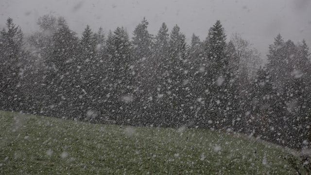 Schneeflocken fast wie Leintücher waren am 11. November bei Oberhünigen zu beobachten. Schneeflocken fast wie Leintücher waren am 11. November bei Oberhünigen zu beobachten.