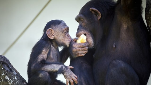 Die Besucherinnen und Besucher fehlten auch den Äffchen. Die Besucherinnen und Besucher fehlten auch den Äffchen.