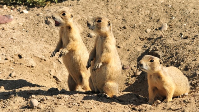 Zwei Präriehunde stehen auf zwei Beinen, ein dritter daneben auf allen vieren. Zwei Präriehunde stehen auf zwei Beinen, ein dritter daneben auf allen vieren.