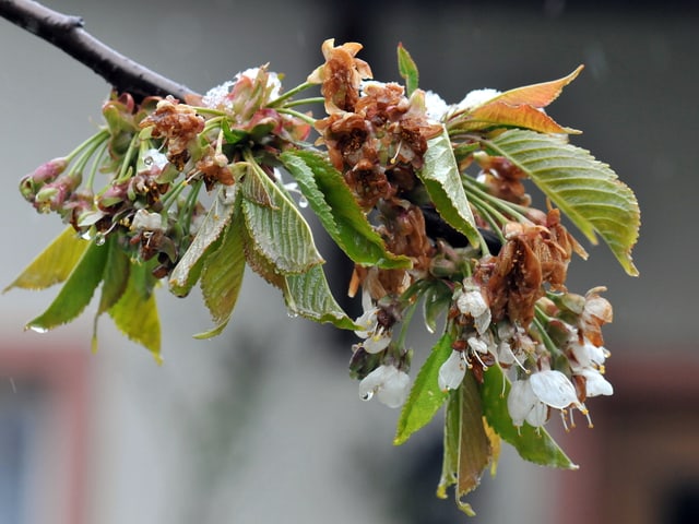 Braune und hängender Kirschblütenast