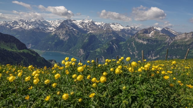 Blick auf eine Bergwiese am Fronalpstock Blick auf eine Bergwiese am Fronalpstock