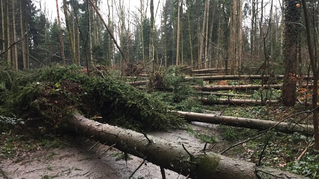 Reihenweise umgestürzte Bäume in einem Wald bei Hünenberg. Reihenweise umgestürzte Bäume in einem Wald bei Hünenberg.