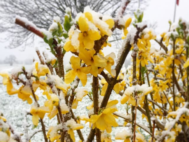 Forsythien im Schnee.
