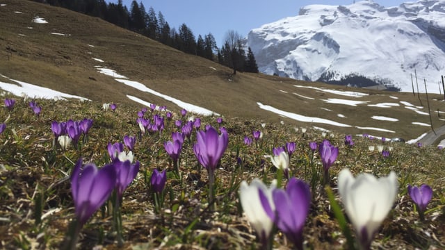 Blumen auf aperer Bergwiese ob Engelberg. Blumen auf aperer Bergwiese ob Engelberg.