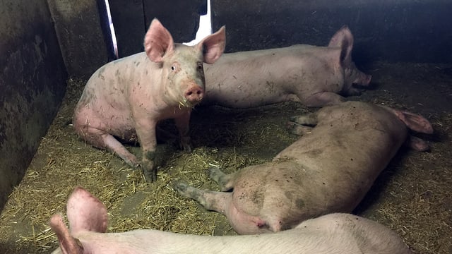 Schweine liegen und sitzen im Stroh. Schweine liegen und sitzen im Stroh.